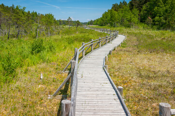 Fototapeta na wymiar Boardwalk path through wetlands area. Boardwalk in Peterezera nature trail. Latvia. Wooden path winding through swamp lake.