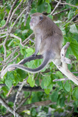 a macaque sits on a tropical tree