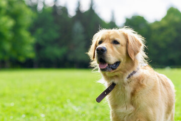 Portrait golden retriever dog on green grass on a summer day.Labrador retriever portrait on the grass. copy space.