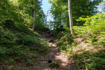 Laubwald auf der schwäbischen Alb