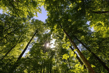 Fototapeta premium Laubwald auf der schwäbischen Alb