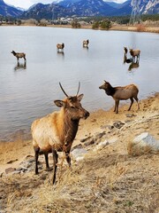 goats in the mountains