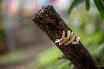 Mushroom on log and blurred background.