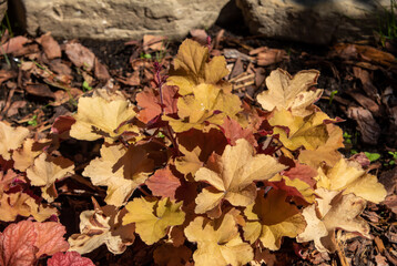 heuchera plants as very nice natural background