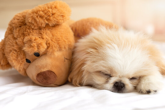 Small cute fluffy pekines puppy sleep on a soft cozy comfort white bed or blanket in embrace hug with brown teddy bear toy. Best briends. Hugging
