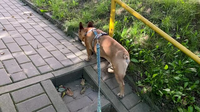 Slow-motion POV of french bulldog walking on the pavement when owner holding dog's leash daytime