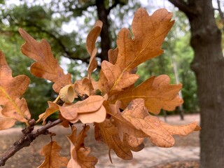 
forest autumn leaves oak fruit acorns still life leaves wavy leaves park walk cold cloudy day boards tree nature nature