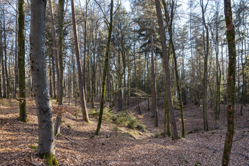 Obraz premium Schöner Wald vor dem Austrieb