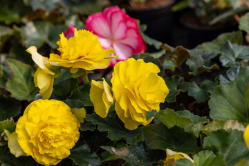 Big yellow flowers of begonia in flowerpot in summer decorative garden . Seasonal flowers