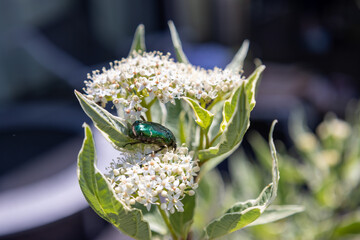 Käfer in den Blüten eines Hartriegels
