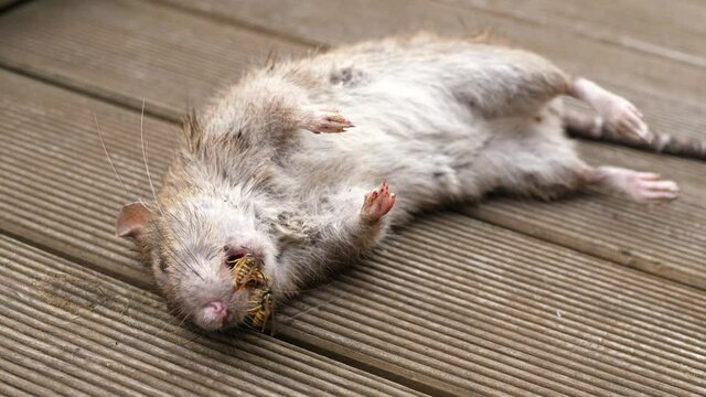 dead rat mouse lying on wooden floor