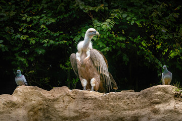 Obraz premium World of animals - Griffon vulture (Gyps fulvus)