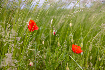 Mohnblume im Gras