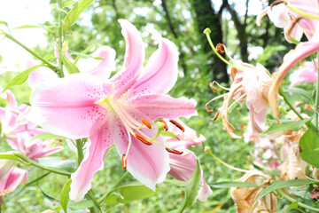 百合 ユリ 花 ゆり 桃色  美しい 綺麗 可憐 夏 日本 ピンク 花 大輪 夏 公園