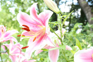 百合 ユリ 花 ゆり 桃色  美しい 綺麗 可憐 夏 日本 ピンク 花 大輪