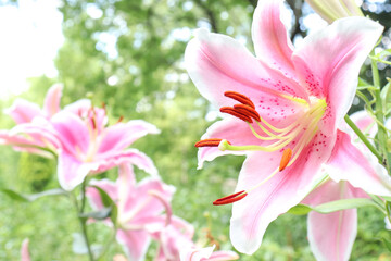 百合 ユリ 花 ゆり 桃色  美しい 綺麗 可憐 夏 日本 ピンク 花 花畑