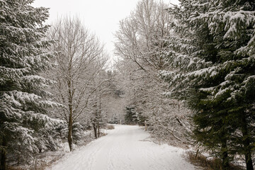 Winterwald in Bayern