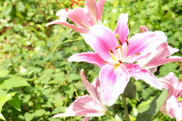 百合 ユリ 花 ゆり 桃色 白色 美しい 綺麗 可憐 夏 日本