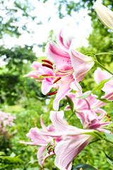 百合 ユリ 花 ゆり 桃色 白色 美しい 綺麗 可憐