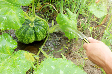 Close-up hand of a Caucasian young man from a yellow hose waters a pumpkin bush. A stream of water pours on the pumpkin