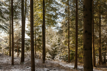 Winterwald in Bayern