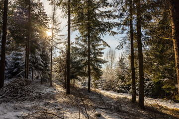 Winterwald in Bayern