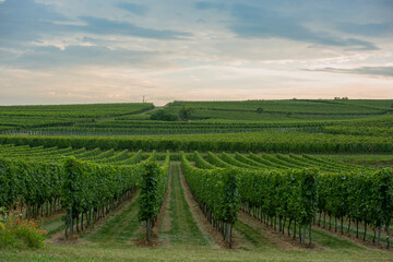 Fototapeta na wymiar vignobles Alsace 