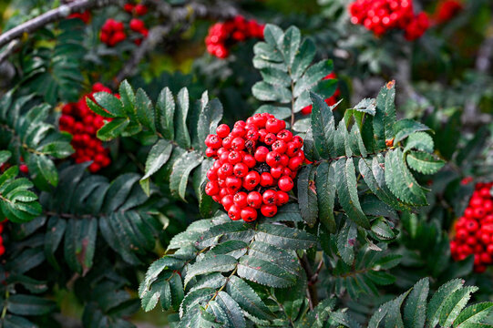 rowan berry and rowan leaves in autumn colors