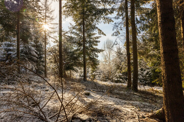 Winterwald in Bayern