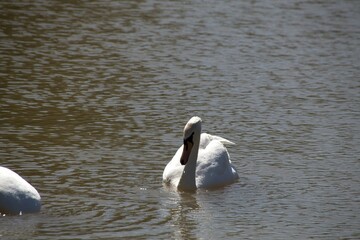 swans on the lake