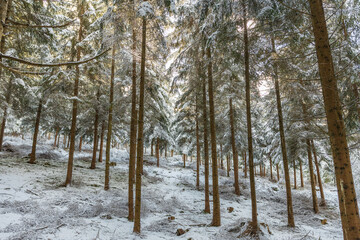 Winterwald in Bayern