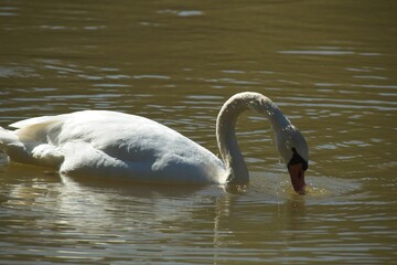 swans on the lake