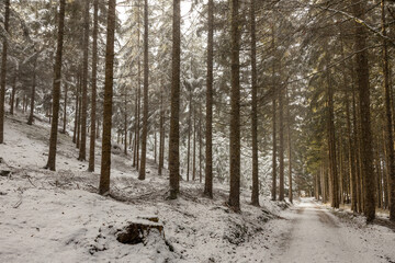Winterwald in Bayern