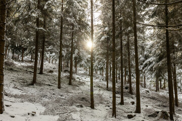 Winterwald in Bayern
