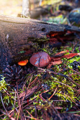 a small boletus growing out of moss. Mushroom covered with an old branch. autumn delicacies. forest fruit as an ideal culinary ingredient