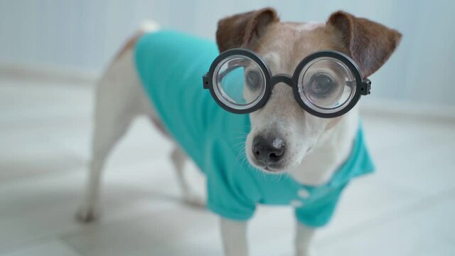 Smart Small Dog In Blue Polo Shirt And Nerd Glasses Looking At Camera. Adorable Serious Dog Close Up Face. Indoor Daylight. Shallow Depth Of Field Animal Video Footage. Carefully Watching Wags Tail.  