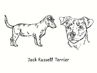 Jack Russell Terrier (Parson Russell Terrier) collection standing side view and head. Ink black and white doodle drawing in woodcut style.