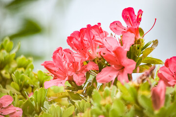 よく見るとツツジの色も何種類かあります。桜の次に人目を引くのがツツジですね。