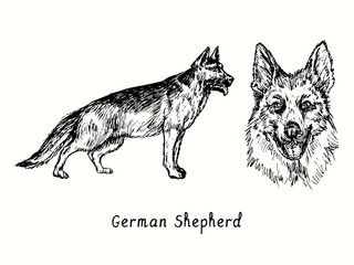 German Shepherd (Deutshe Schäferhund) collection standing side view and head. Ink black and white doodle drawing in woodcut style.