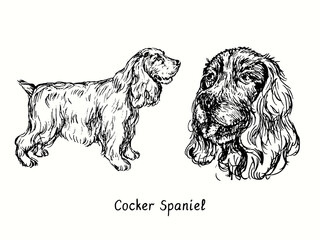 Cocker Spaniel collection standing side view and head. Ink black and white doodle drawing in woodcut style.