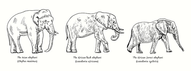 Elephant collection,  Asian elephant (Elephas maximus), African bush elephant (Loxodonta africana), African forest elephant (Loxodonta cyclotis), side view. Ink  doodle drawing in woodcut style