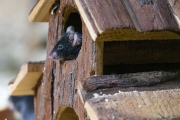 Common mouse looking out of a window in a wooden playhouse 