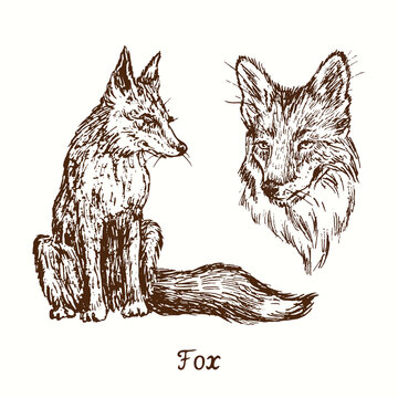 Fox collection sitting and muzzle. Ink black and white doodle drawing in woodcut style.