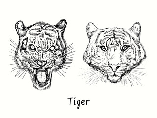 Tiger growling and calm head front view collection. Ink black and white doodle drawing.