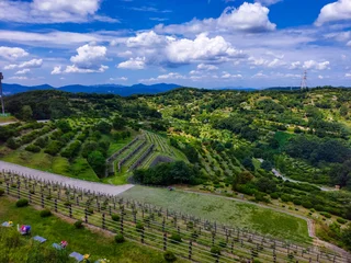 Foto op Canvas vineyard in region © Kang Sunghee