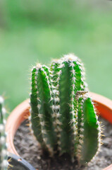 cactus , Fairytale castle or Cereus peruvianus