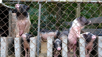 Photography of lovely piglets at a farm. The background of cute animal at pasture. © 賢豪 楊