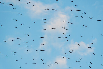 A large group of black birds (crows and rooks) flies against the backdrop of a cloudy blue summer sky.