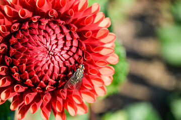 red dahlia flower