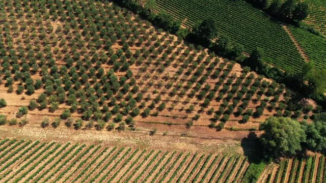 Tuscan countryside shot with drone at summer time. Aerial view of amazing cultivated wine fields in hot weather, arid fields,green trees,olive trees 